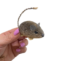 Australian Native Mouse Brittlebrush